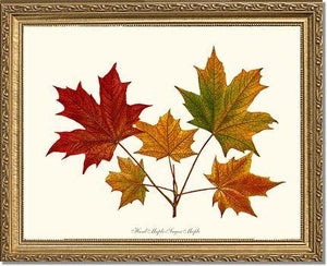 Tree Leaf: Hard Maple-Sugar Maple - Charting Nature
