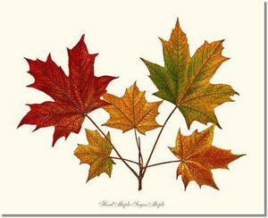 Tree Print: Tree Leaf: Hard Maple-Sugar Maple