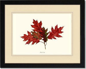 Tree Leaf:  Red Oak in Autumn - Charting Nature