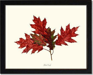 Tree Leaf:  Red Oak in Autumn - Charting Nature