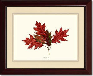 Tree Leaf:  Red Oak in Autumn - Charting Nature