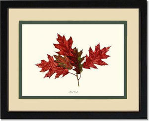 Tree Leaf:  Red Oak in Autumn - Charting Nature