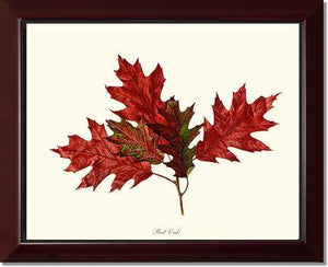 Tree Leaf:  Red Oak in Autumn - Charting Nature