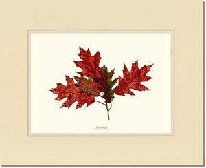 Tree Leaf:  Red Oak in Autumn - Charting Nature