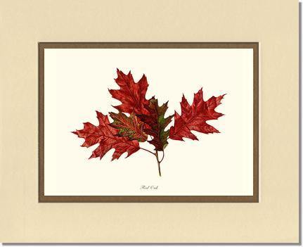 Tree Leaf:  Red Oak in Autumn - Charting Nature
