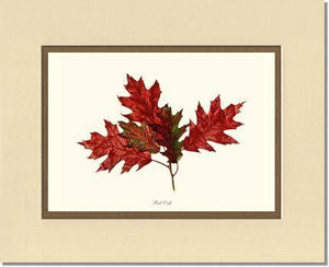 Tree Leaf:  Red Oak in Autumn - Charting Nature