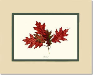 Tree Leaf:  Red Oak in Autumn - Charting Nature