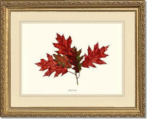 Tree Leaf:  Red Oak in Autumn - Charting Nature