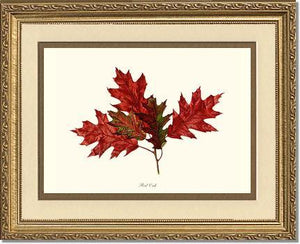 Tree Leaf:  Red Oak in Autumn - Charting Nature