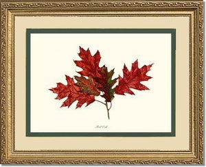 Tree Leaf:  Red Oak in Autumn - Charting Nature