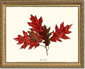 Tree Leaf:  Red Oak in Autumn - Charting Nature