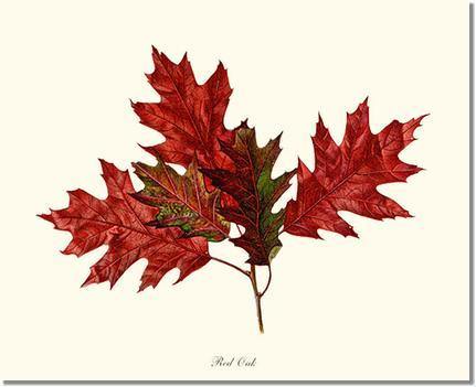 Tree Leaf:  Red Oak in Autumn