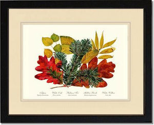 Tree Leaf: Aspen, Oak, Fir, Birch and Willow  Hard Maple Red Oak - Charting Nature