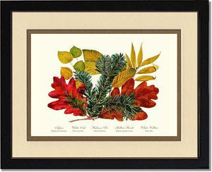 Tree Leaf: Aspen, Oak, Fir, Birch and Willow  Hard Maple Red Oak - Charting Nature