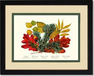 Tree Leaf: Aspen, Oak, Fir, Birch and Willow  Hard Maple Red Oak - Charting Nature