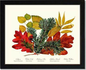 Tree Leaf: Aspen, Oak, Fir, Birch and Willow  Hard Maple Red Oak - Charting Nature