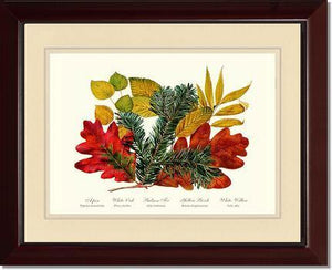 Tree Leaf: Aspen, Oak, Fir, Birch and Willow  Hard Maple Red Oak - Charting Nature