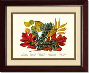 Tree Leaf: Aspen, Oak, Fir, Birch and Willow  Hard Maple Red Oak - Charting Nature