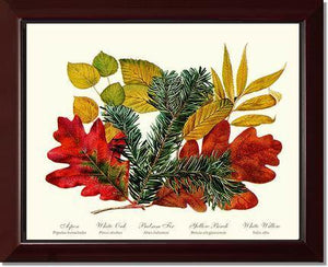 Tree Leaf: Aspen, Oak, Fir, Birch and Willow  Hard Maple Red Oak - Charting Nature