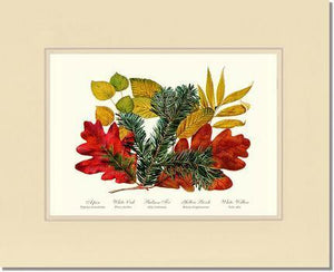 Tree Leaf: Aspen, Oak, Fir, Birch and Willow  Hard Maple Red Oak - Charting Nature