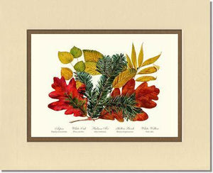 Tree Leaf: Aspen, Oak, Fir, Birch and Willow  Hard Maple Red Oak - Charting Nature