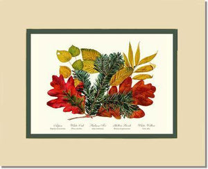 Tree Leaf: Aspen, Oak, Fir, Birch and Willow  Hard Maple Red Oak - Charting Nature