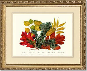 Tree Leaf: Aspen, Oak, Fir, Birch and Willow  Hard Maple Red Oak - Charting Nature