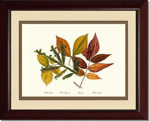 Tree Leaf: Elm-Spruce-Beech-Ash in Autumn - Charting Nature