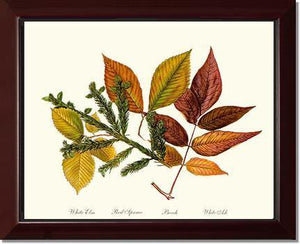 Tree Leaf: Elm-Spruce-Beech-Ash in Autumn - Charting Nature