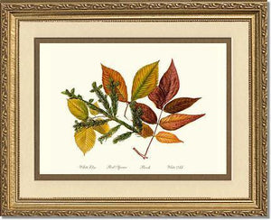 Tree Leaf: Elm-Spruce-Beech-Ash in Autumn - Charting Nature