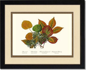 Tree Leaf:  Basswood-Cedar-Dogwood-Hickory in Autumn Color - Charting Nature