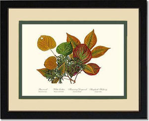 Tree Leaf:  Basswood-Cedar-Dogwood-Hickory in Autumn Color - Charting Nature