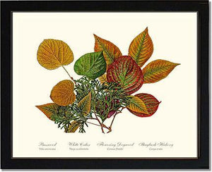 Tree Leaf:  Basswood-Cedar-Dogwood-Hickory in Autumn Color - Charting Nature