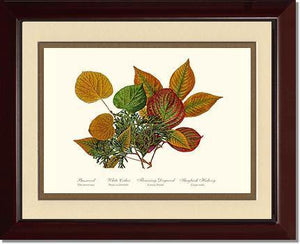 Tree Leaf:  Basswood-Cedar-Dogwood-Hickory in Autumn Color - Charting Nature