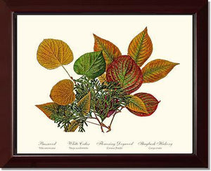 Tree Leaf:  Basswood-Cedar-Dogwood-Hickory in Autumn Color - Charting Nature