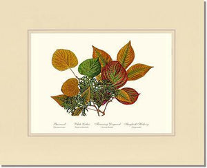 Tree Leaf:  Basswood-Cedar-Dogwood-Hickory in Autumn Color - Charting Nature