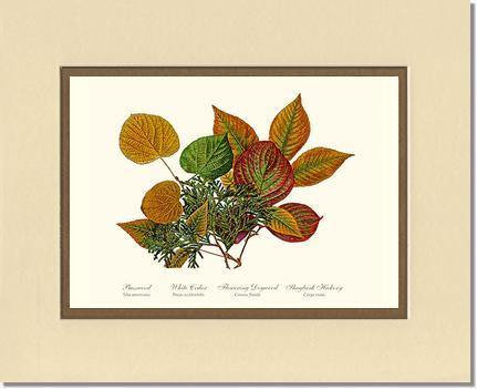 Tree Leaf:  Basswood-Cedar-Dogwood-Hickory in Autumn Color - Charting Nature