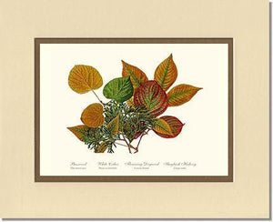 Tree Leaf:  Basswood-Cedar-Dogwood-Hickory in Autumn Color - Charting Nature