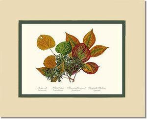 Tree Leaf:  Basswood-Cedar-Dogwood-Hickory in Autumn Color - Charting Nature