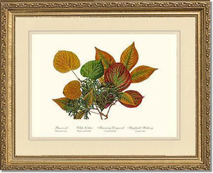 Tree Leaf:  Basswood-Cedar-Dogwood-Hickory in Autumn Color - Charting Nature