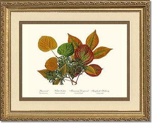 Tree Leaf:  Basswood-Cedar-Dogwood-Hickory in Autumn Color - Charting Nature
