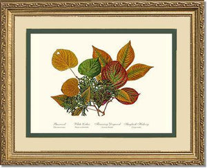 Tree Leaf:  Basswood-Cedar-Dogwood-Hickory in Autumn Color - Charting Nature