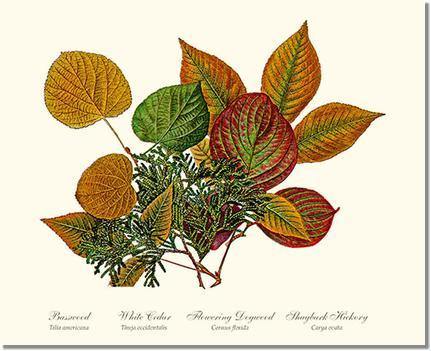 Tree Leaf:  Basswood-Cedar-Dogwood-Hickory in Autumn Color