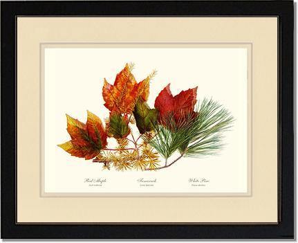 Tree Leaf: Maple-Tamarack-Pine in Autumn Color - Charting Nature