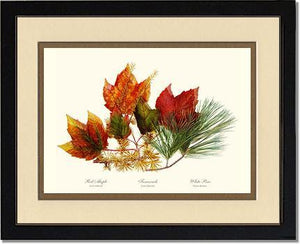 Tree Leaf: Maple-Tamarack-Pine in Autumn Color - Charting Nature