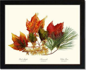 Tree Leaf: Maple-Tamarack-Pine in Autumn Color - Charting Nature