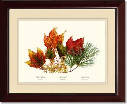 Tree Leaf: Maple-Tamarack-Pine in Autumn Color - Charting Nature