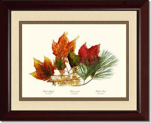 Tree Leaf: Maple-Tamarack-Pine in Autumn Color - Charting Nature