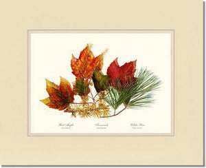 Tree Leaf: Maple-Tamarack-Pine in Autumn Color - Charting Nature