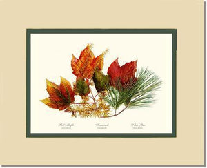 Tree Leaf: Maple-Tamarack-Pine in Autumn Color - Charting Nature